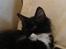 Maine Coon Phoebe
