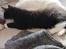 Maine Coon Phoebe