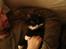 Maine Coon Phoebe