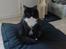 Maine Coon Phoebe
