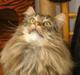 Maine Coon joey