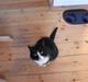 Huskat Smokingkat FredeBo's Mille