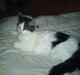 Maine Coon Ludwig