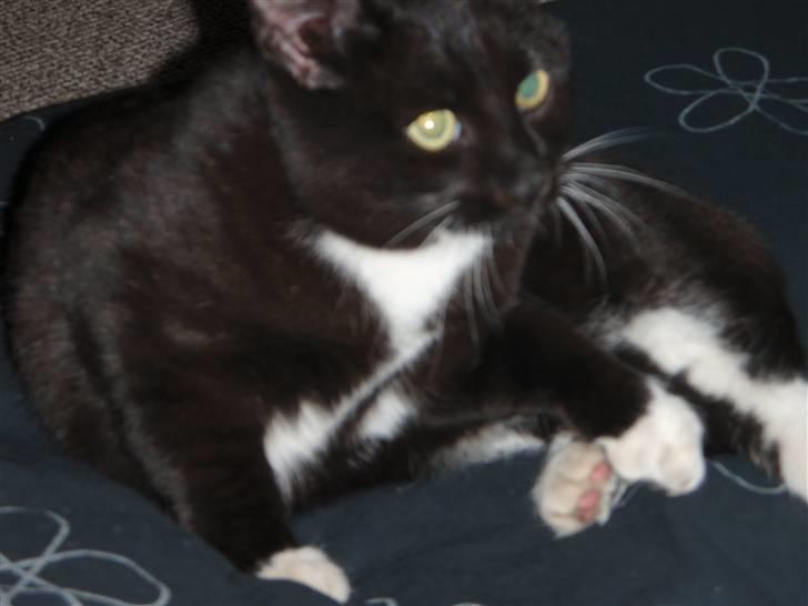 Huskat Prinsessen *INTERNAT* billede 2