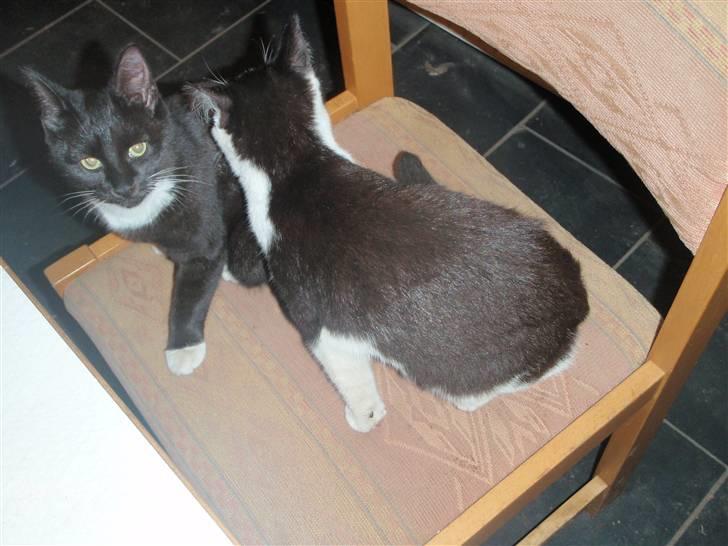 Huskat Prinsessen *INTERNAT* billede 4