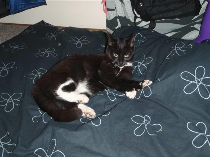 Huskat Prinsessen *INTERNAT* billede 5