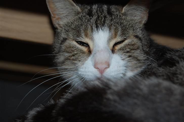 Huskat Pjævs billede 1