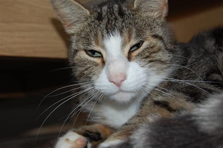 Huskat Pjævs billede 2