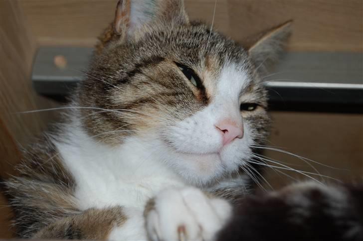 Huskat Pjævs billede 3