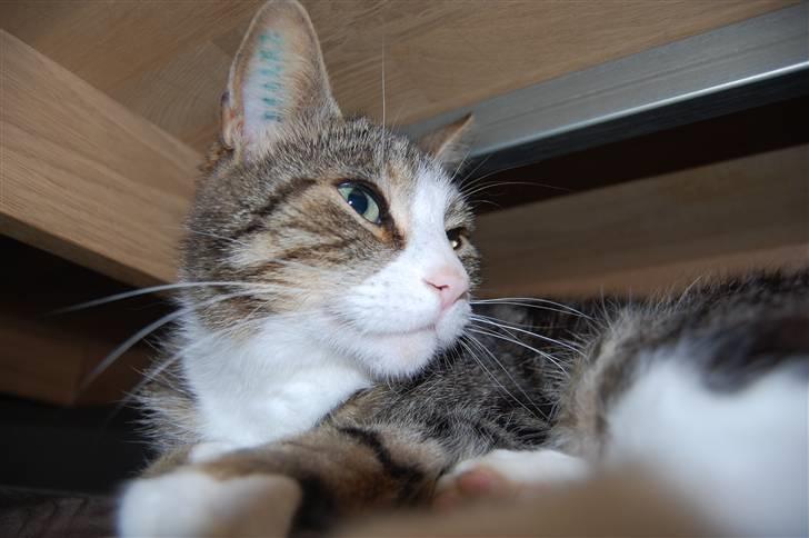 Huskat Pjævs billede 4