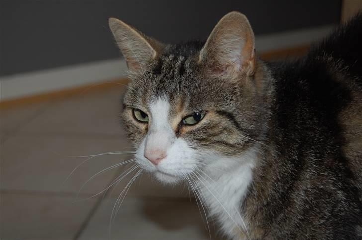 Huskat Pjævs billede 5