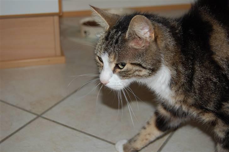 Huskat Pjævs billede 6