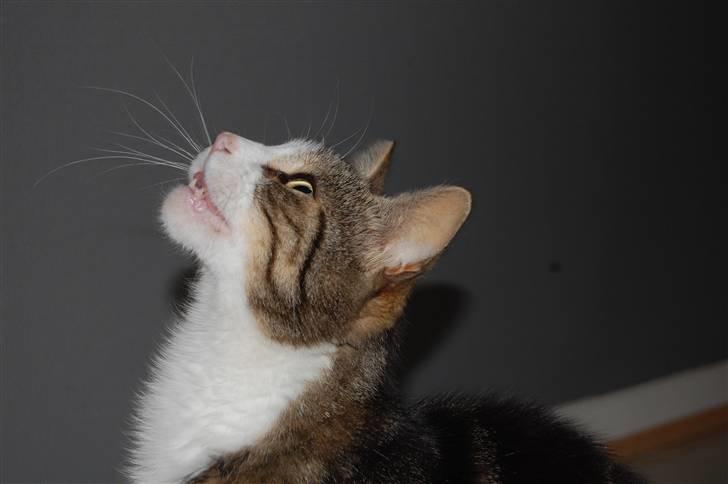 Huskat Pjævs billede 7