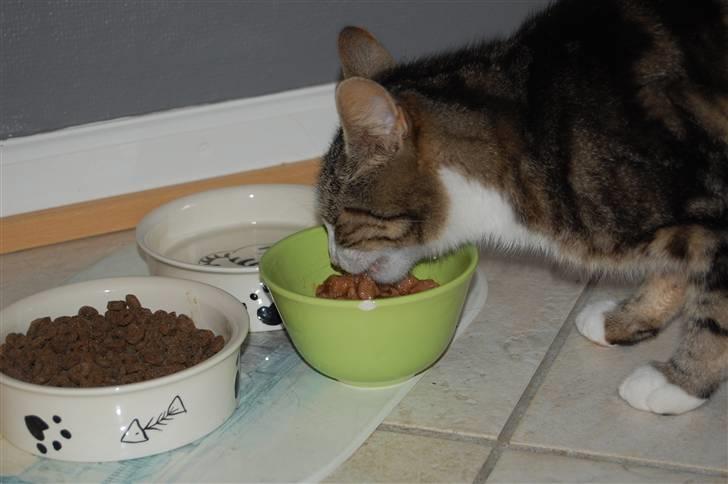 Huskat Pjævs billede 8