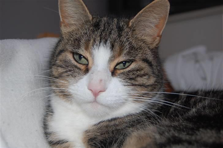 Huskat Pjævs billede 9