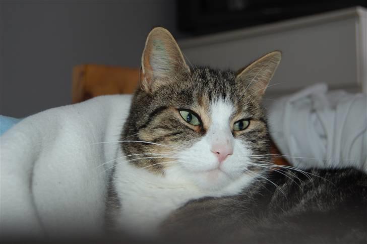 Huskat Pjævs billede 10