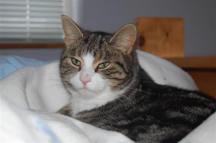 Huskat Pjævs billede 11