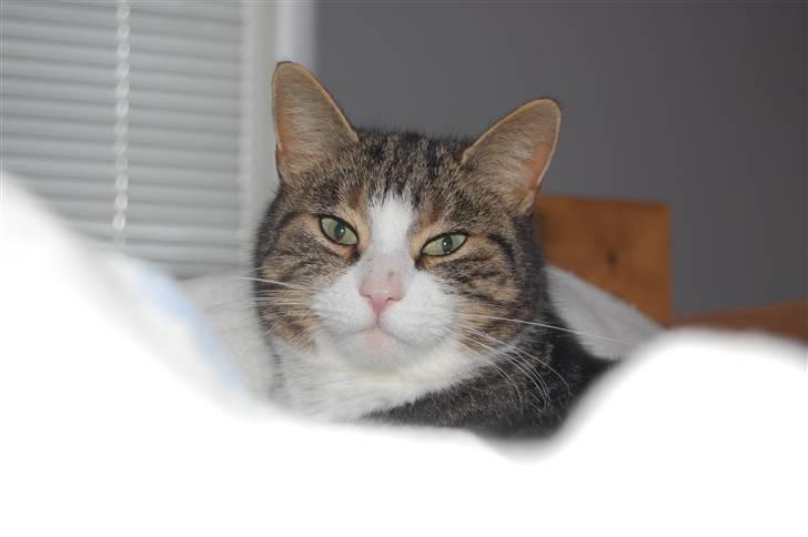 Huskat Pjævs billede 12