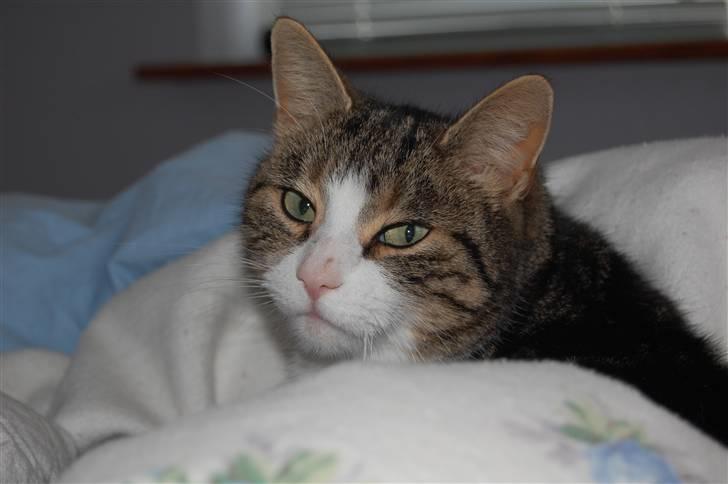 Huskat Pjævs billede 13