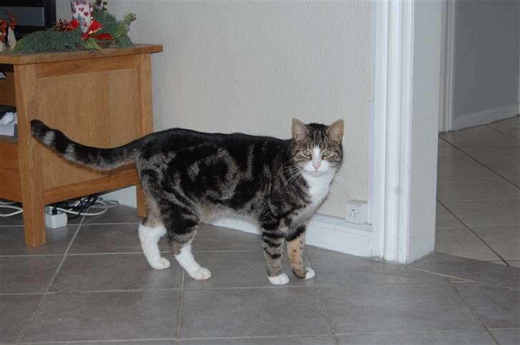 Huskat Pjævs billede 16