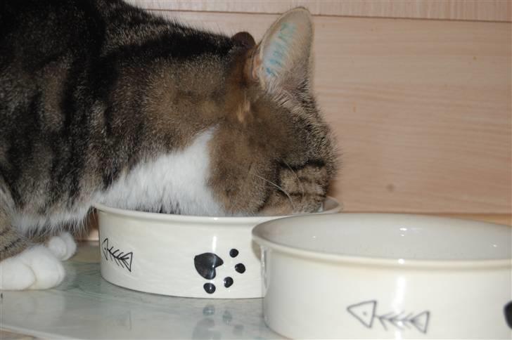 Huskat Pjævs billede 17