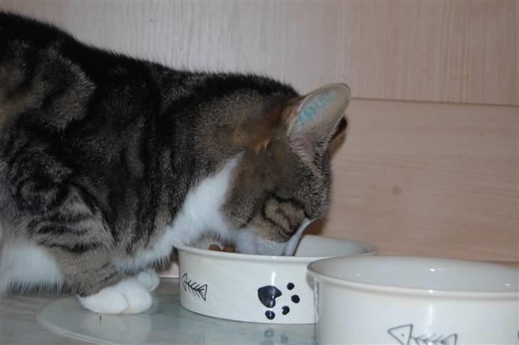 Huskat Pjævs billede 18