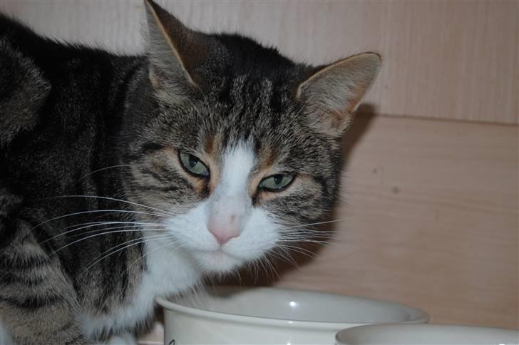 Huskat Pjævs billede 19