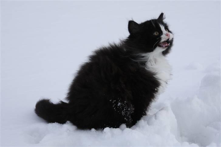 Blanding af racer Tobi R.I.P - Første gang han ser sne ;)  billede 11