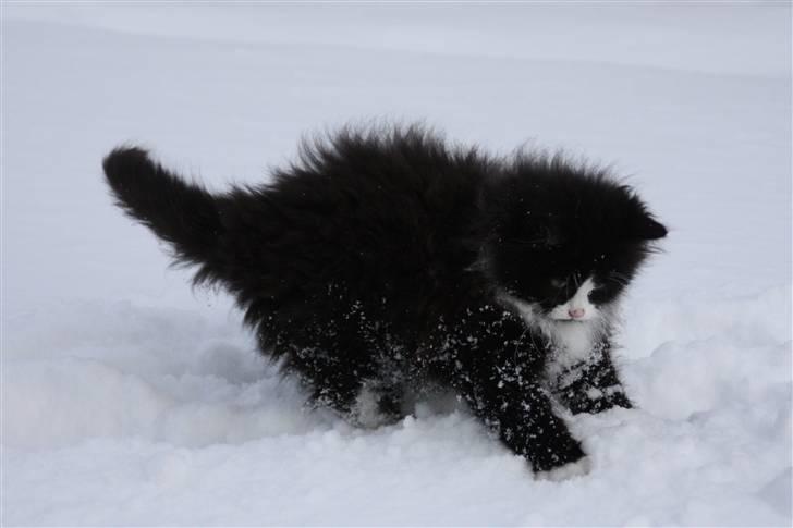 Blanding af racer Tobi R.I.P - Man ka os lege i sneen ;D billede 12