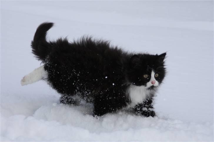 Blanding af racer Tobi R.I.P - så fik man sne mellem sine tæer ;D billede 13