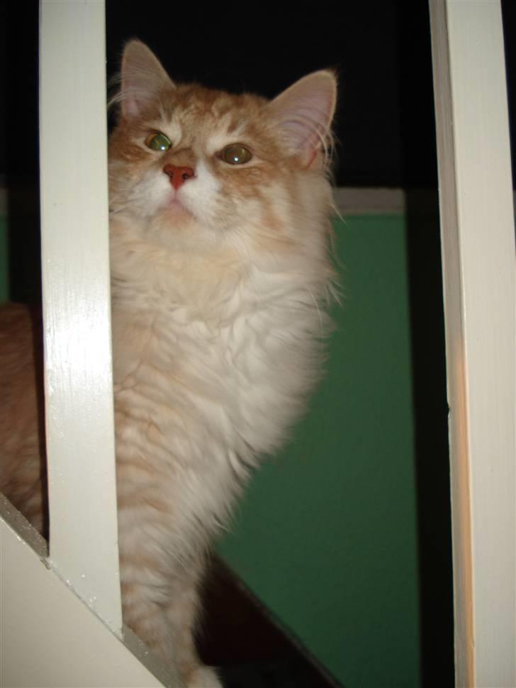 Norsk Skovkat Ofelia billede 12