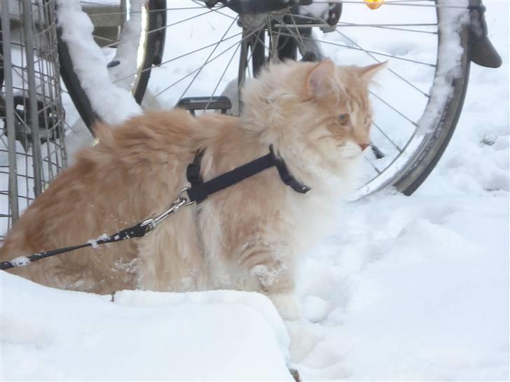 Norsk Skovkat Ofelia billede 13