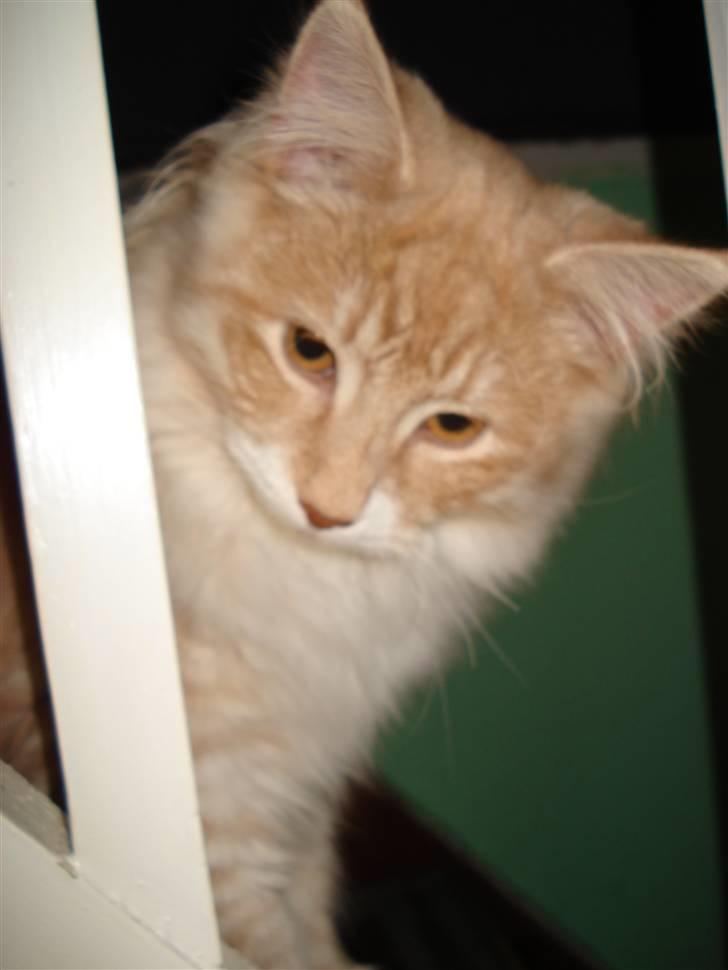 Norsk Skovkat Ofelia billede 14