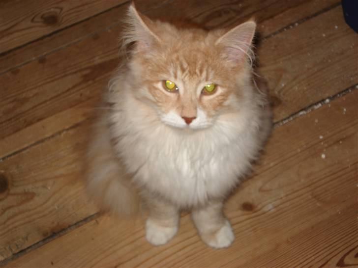 Norsk Skovkat Ofelia billede 15