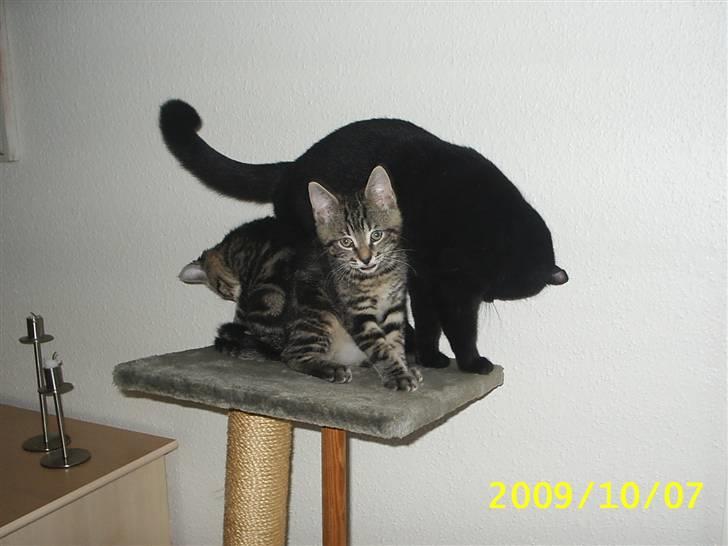 Huskat Baloo billede 19