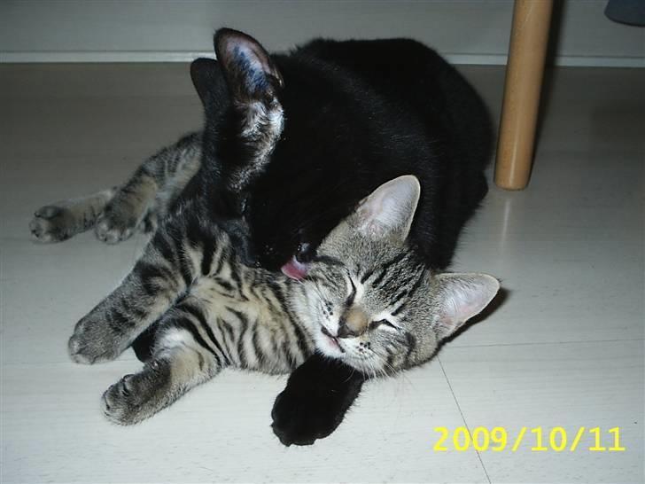 Huskat Baloo billede 20