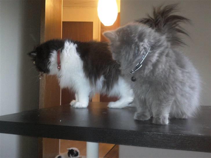 Perser Misja billede 17