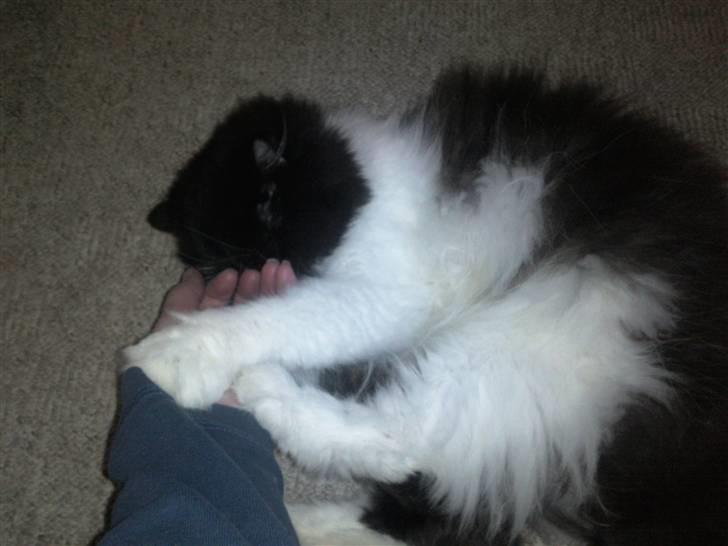 Perser Misja billede 18