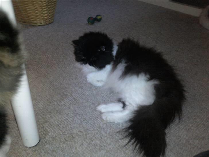 Perser Misja billede 19