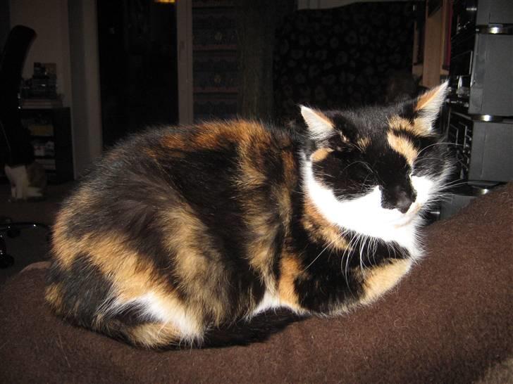 Huskat Missemor. VÆK! :( billede 14