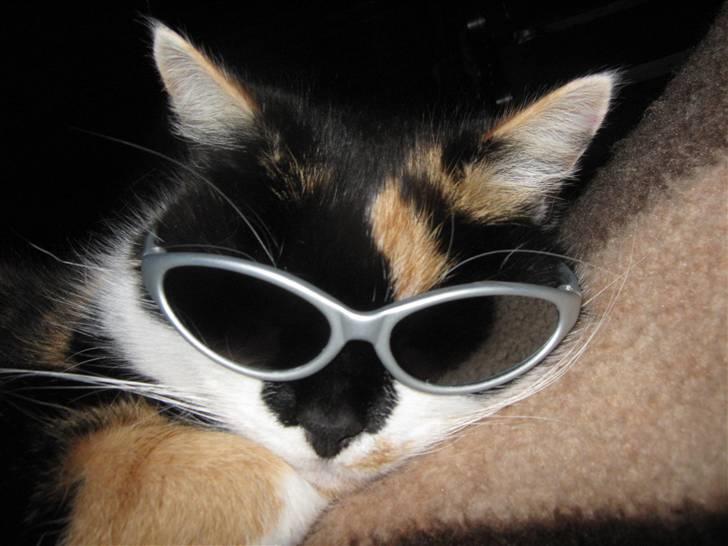 Huskat Missemor. VÆK! :( billede 16