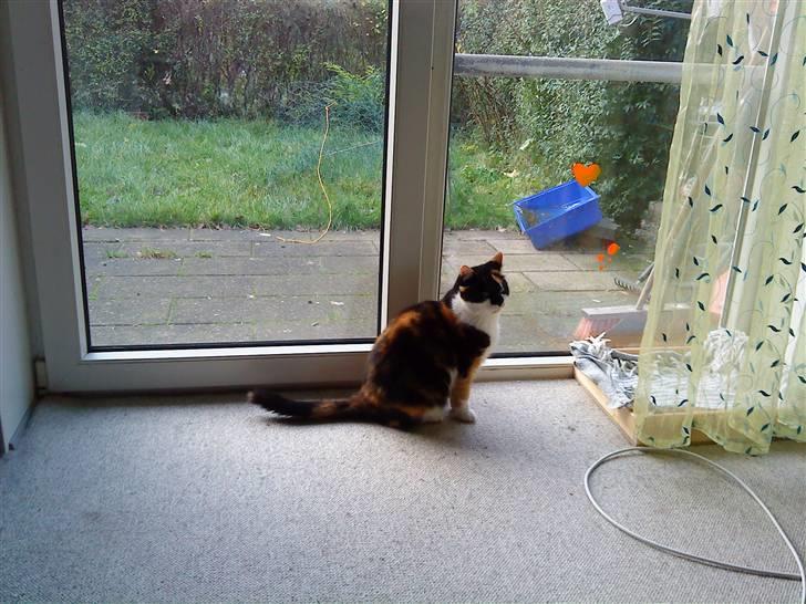 Huskat Missemor. VÆK! :( billede 18