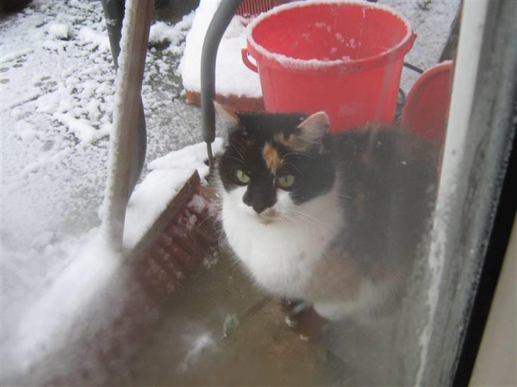 Huskat Missemor. VÆK! :( billede 19