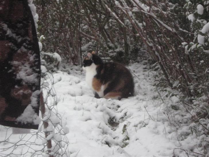 Huskat Missemor. VÆK! :( billede 20