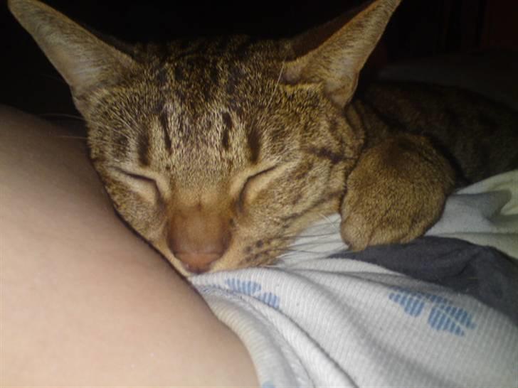 Ocicat Camena  billede 5