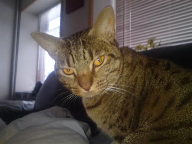 Ocicat Camena  billede 7