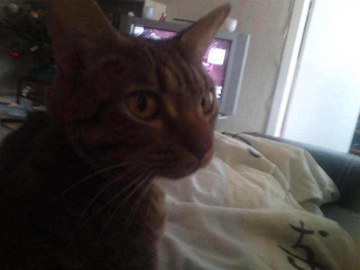 Ocicat Camena  billede 9