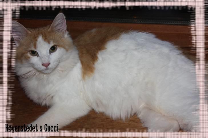 Norsk Skovkat Høgerstedets Gucci billede 8
