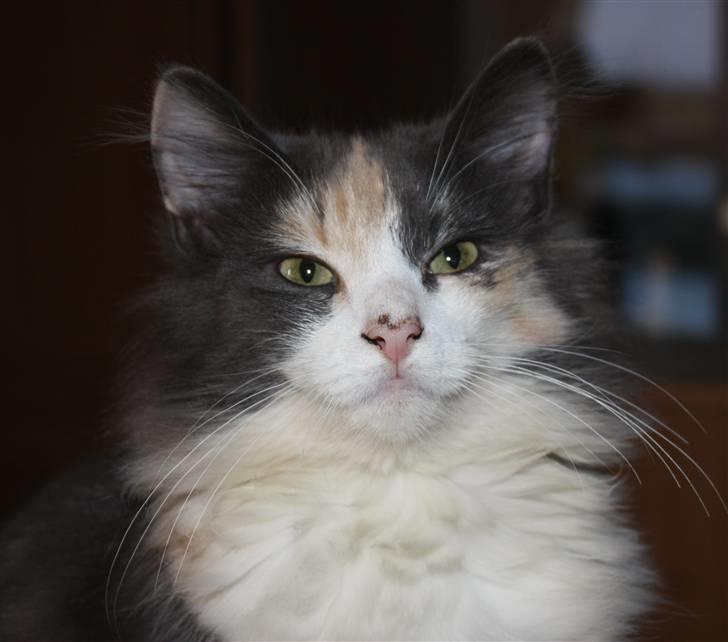 Norsk Skovkat Høgerstedets Frida billede 8