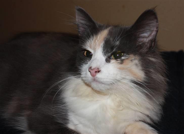 Norsk Skovkat Høgerstedets Frida billede 9